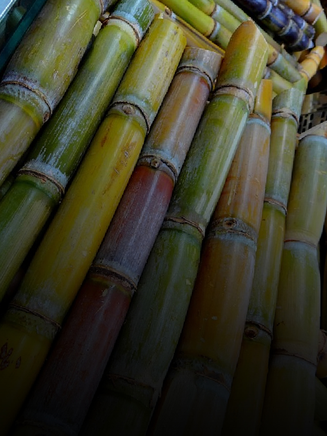 8 Potential Health Benefits of Sugar Cane Consumption