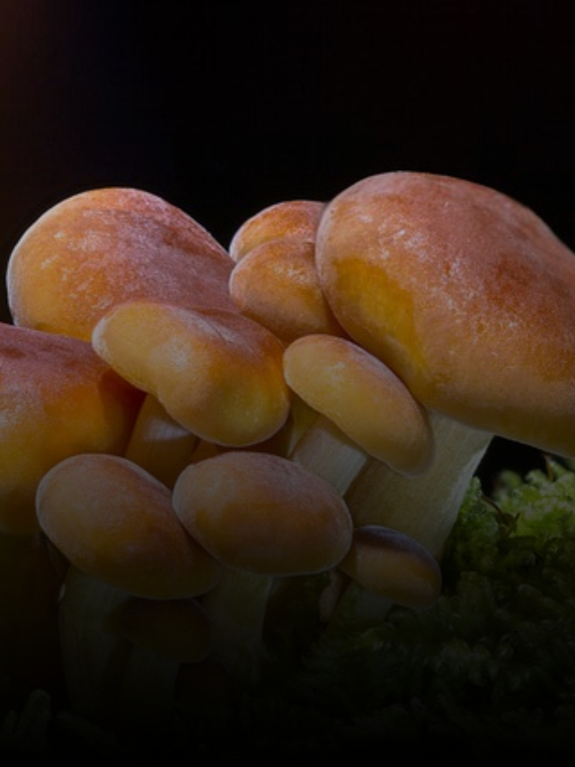 Health Benefits of Mushrooms